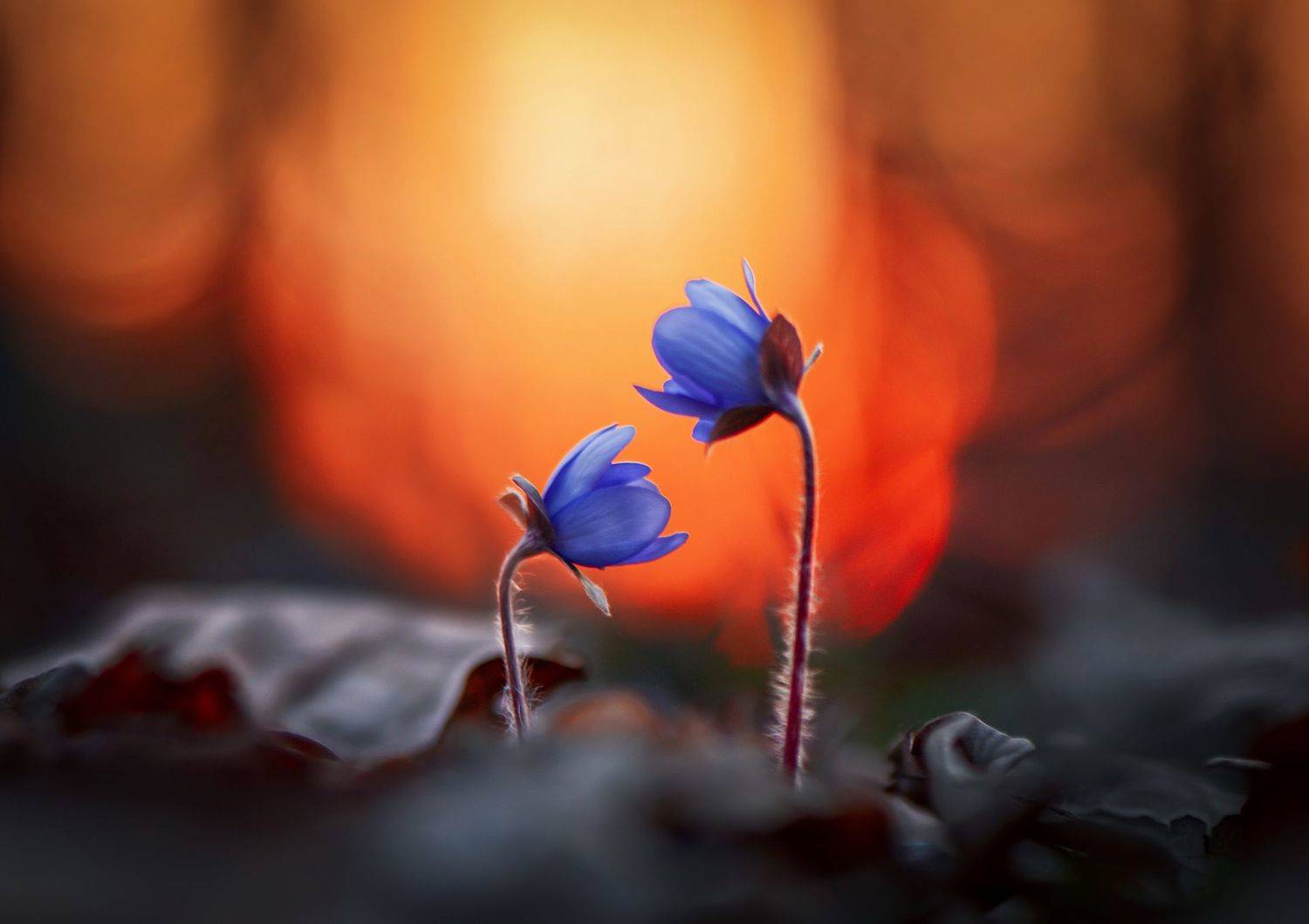 , Быканова Виктория