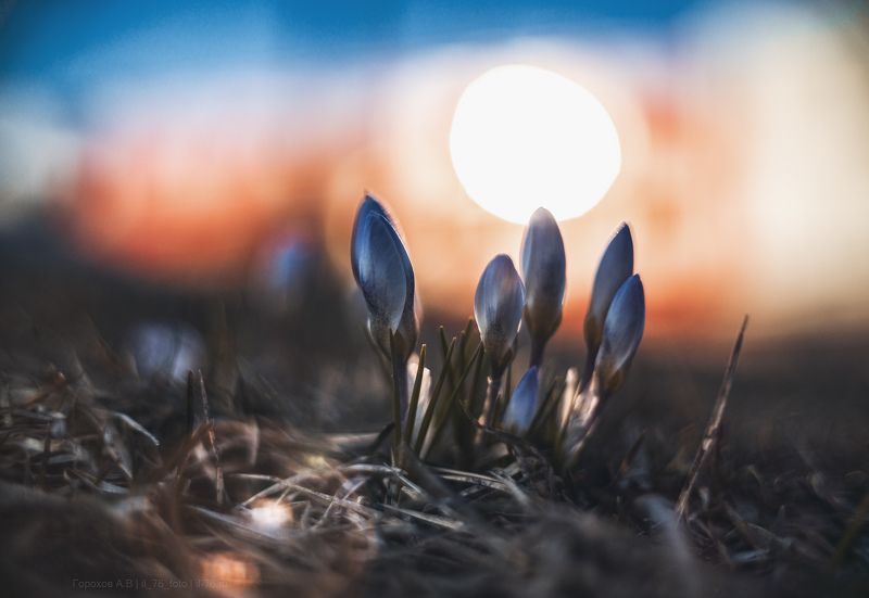 Крокусы фото превью