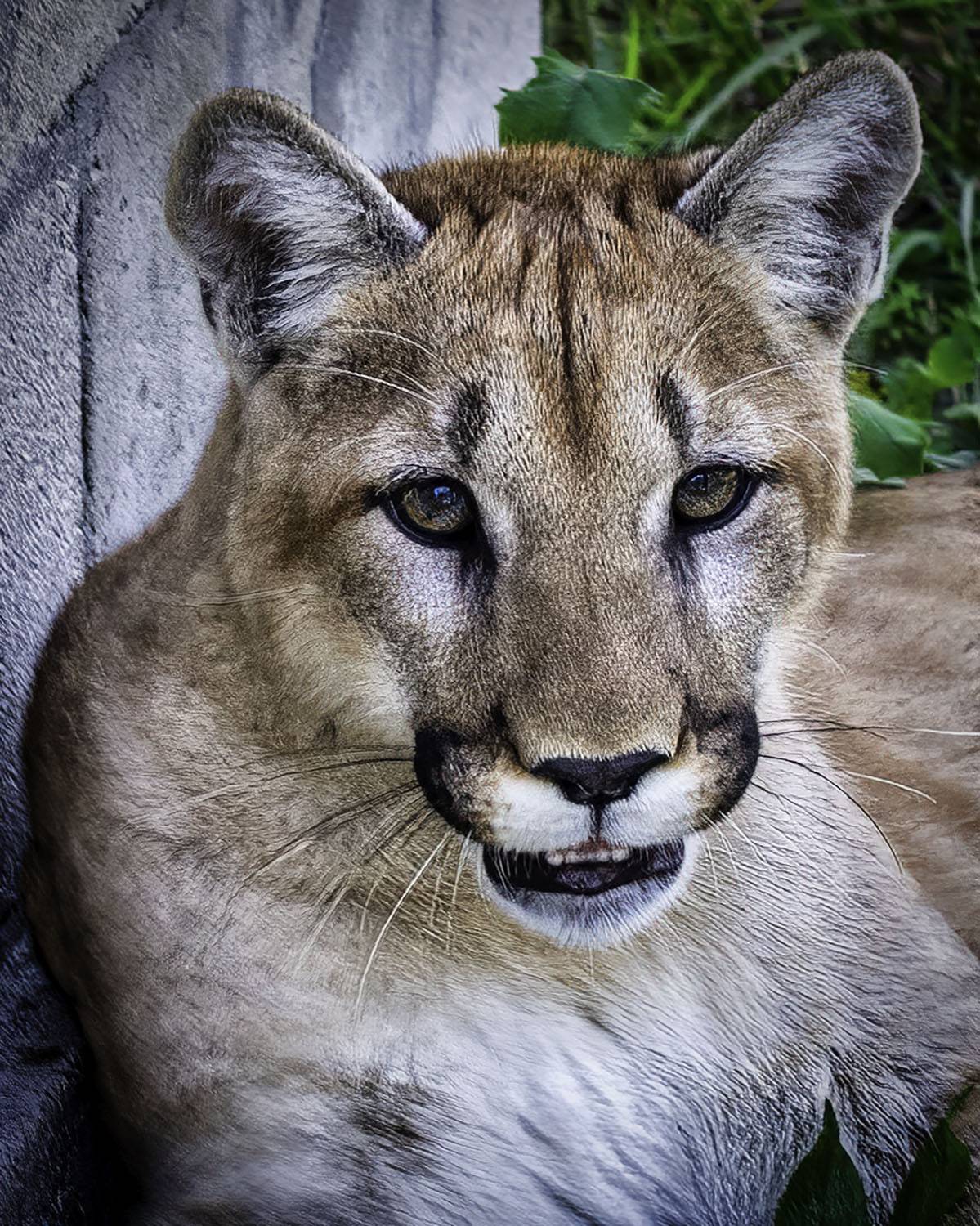Panther , Raymond Asiala