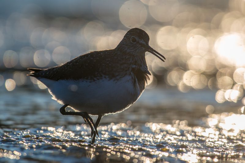 Tringa ochropus фото превью
