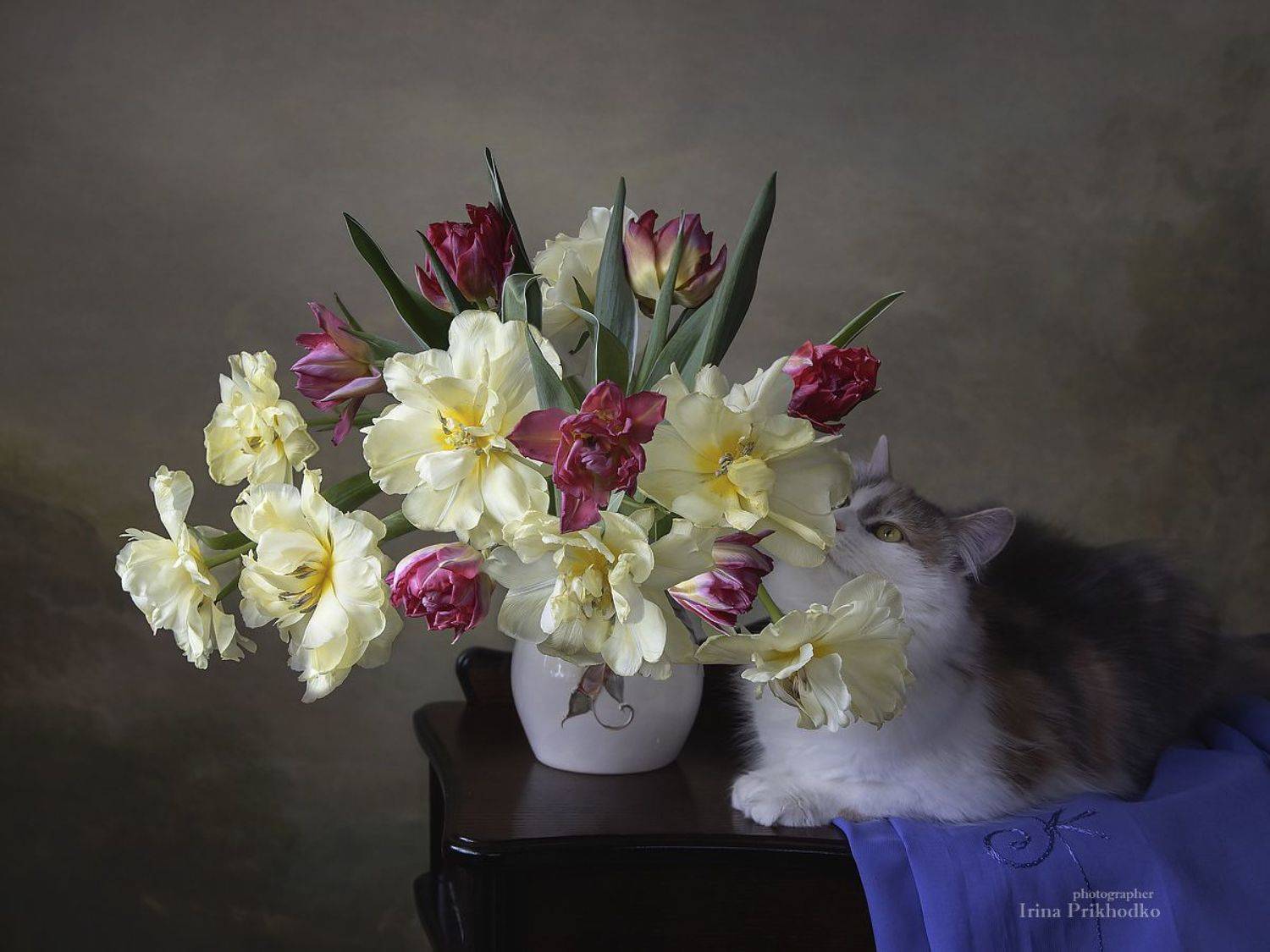 натюрморт, котонатюрморт, постановочное фото, цветы, букеты, тюльпаны, котики, домашние питомцы, Приходько Ирина