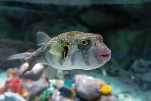 Жители океанариума