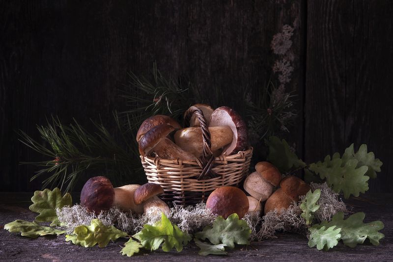 Белые грибы фото превью