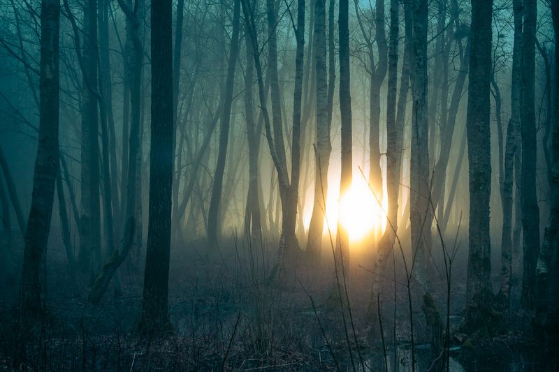 пейзаж, лес, ночь, туман, свет, фонарь Мистический лес фото превью