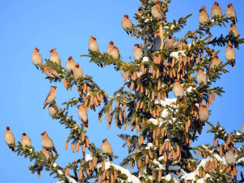 Свиристели прилетели и на елочку присели фото превью