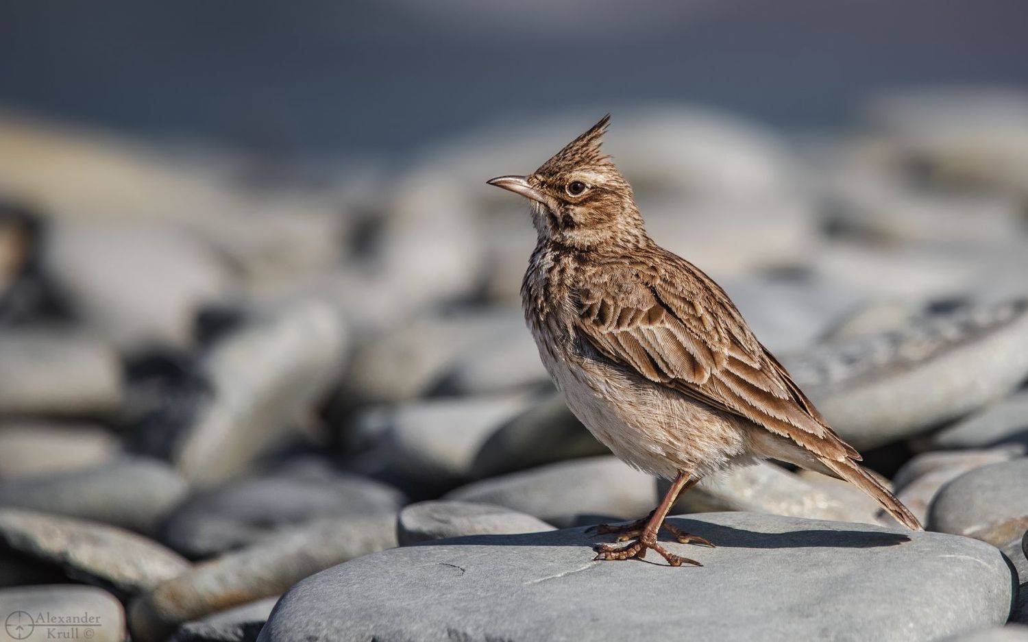 жаворонок, Александр Круль