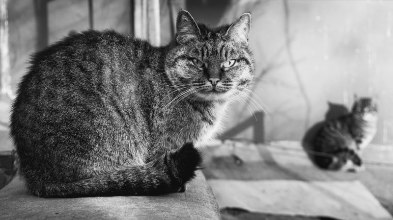 Коты, недовольные затянувшимися морозами фото превью