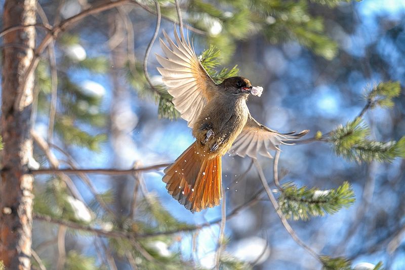 Ура,Весна! фото превью