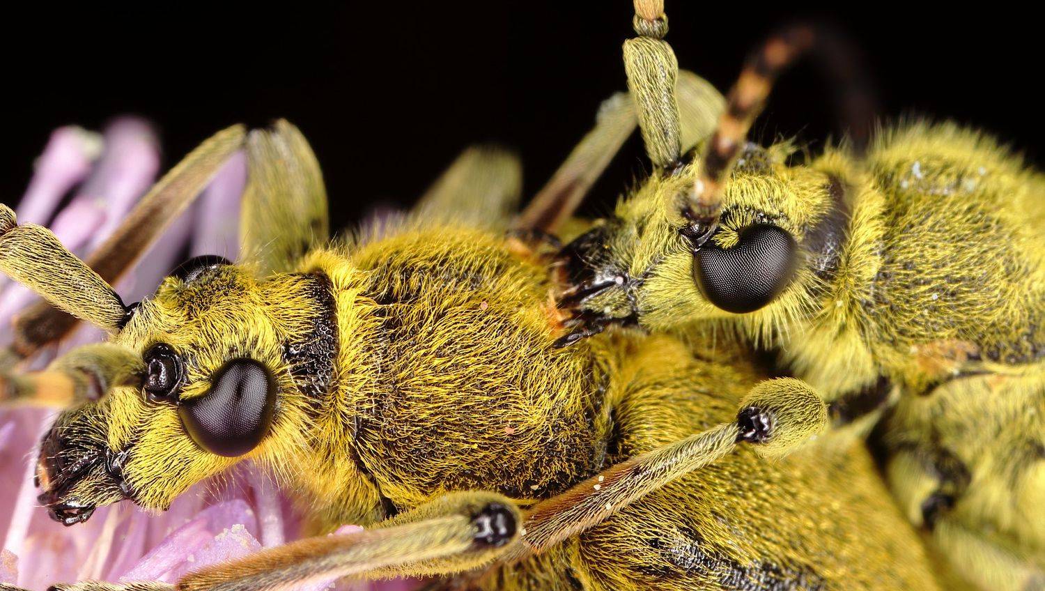 , Александр Зорин