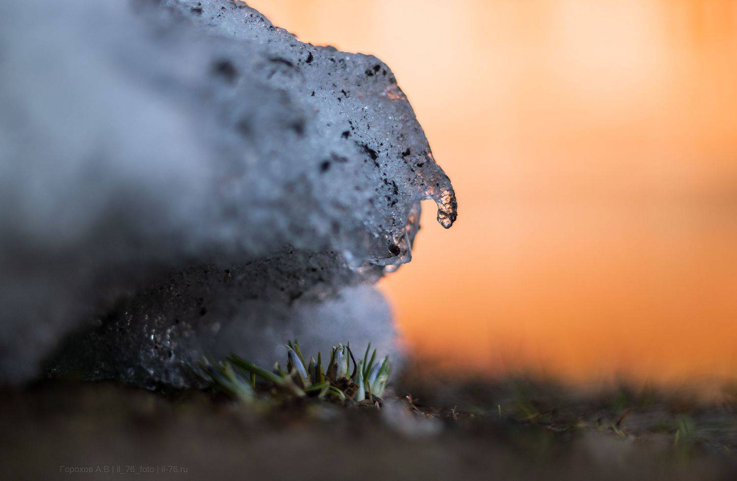 , Алексей Горохов