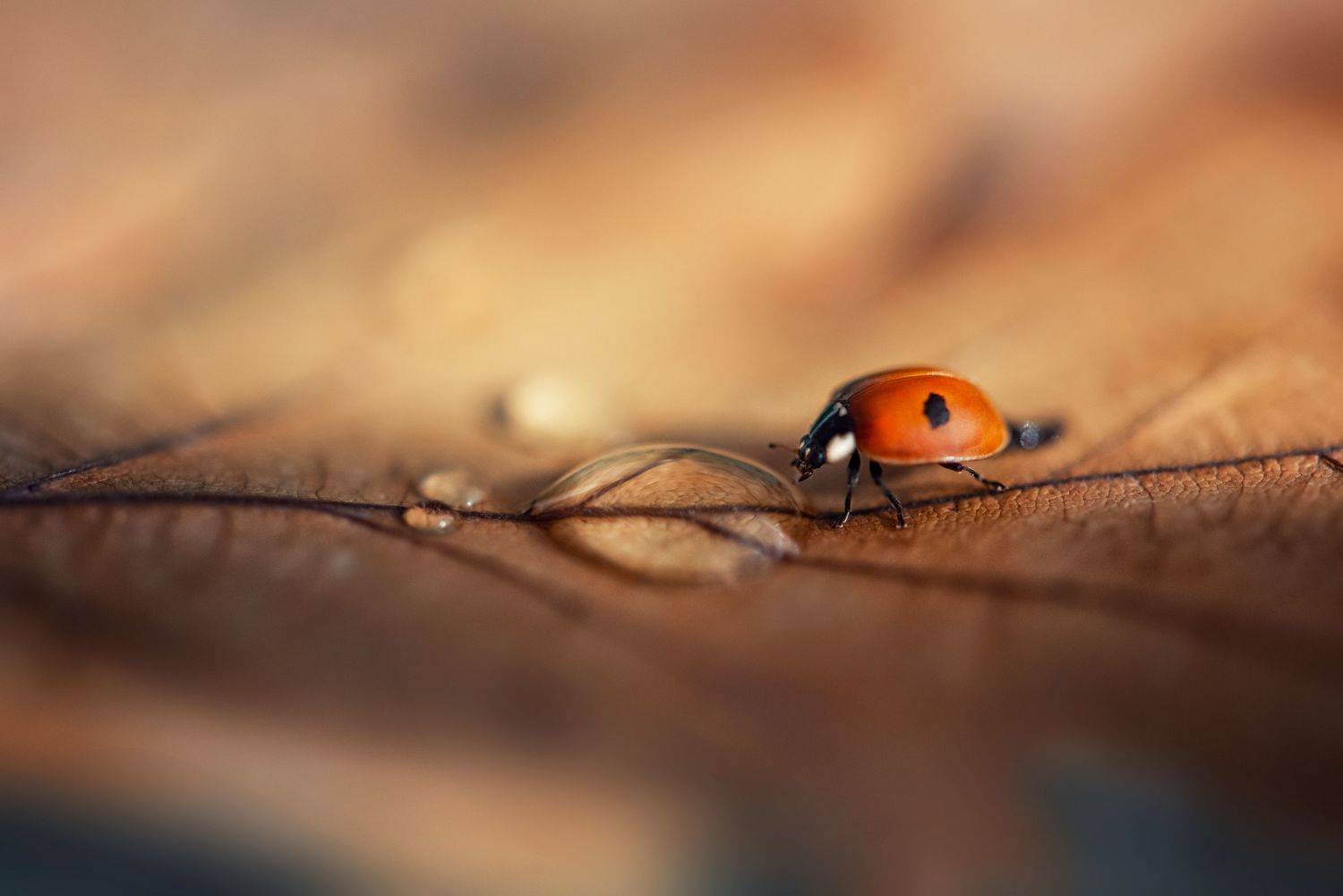 , Анастасия Думинская