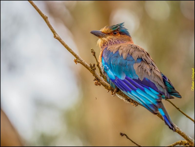 Close up of Indian Roller фото превью