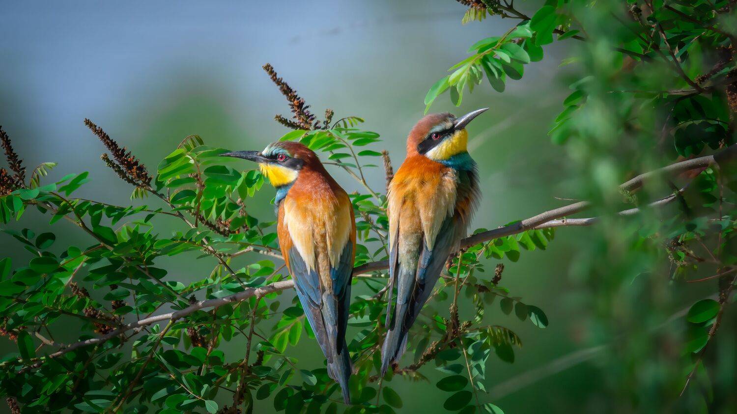 wildlife, Plekhanov Alexander