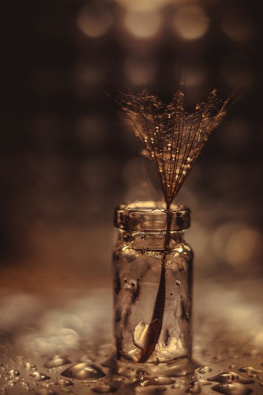 Одуванчик,  вода, капли, натюрморт,  ваза, закат Капли на одуванчике фото превью