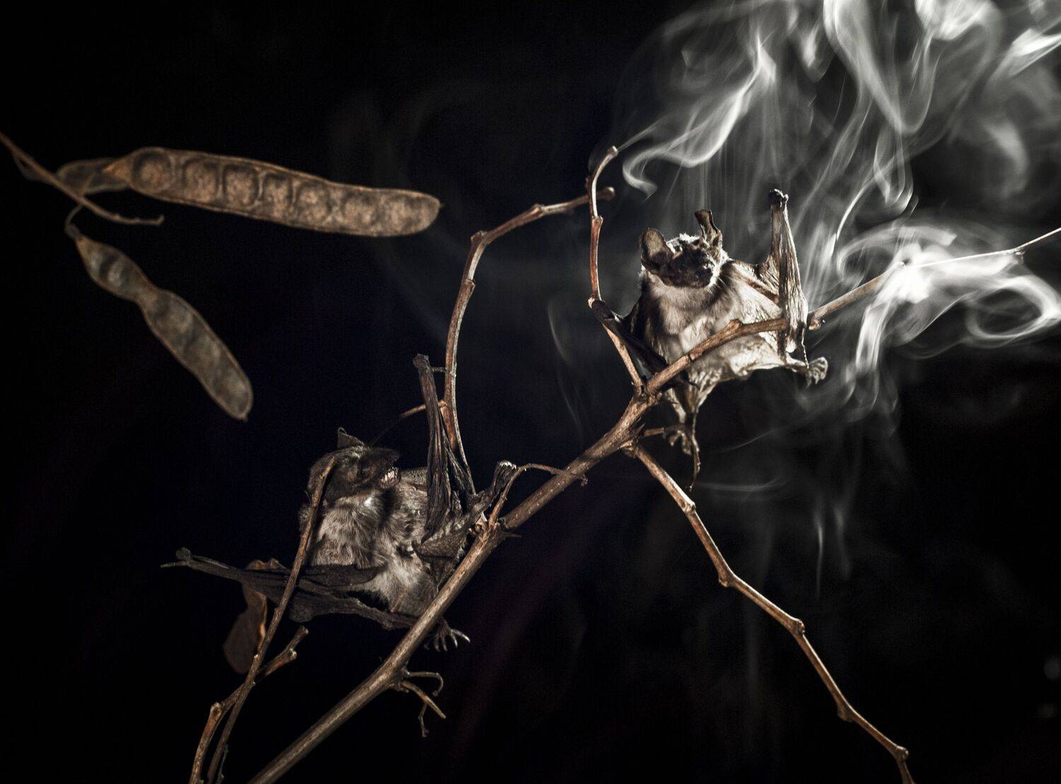 Летучие мыши, the bats, Виктор Черкасов