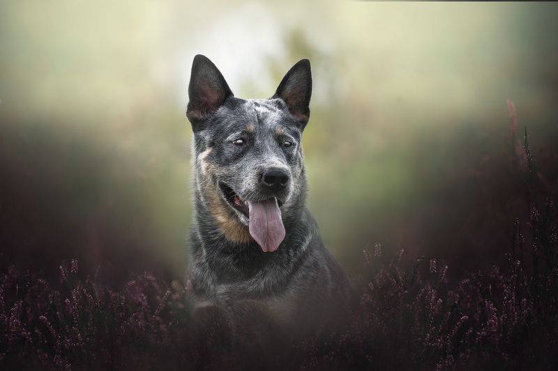 Австралийский хилер фото превью