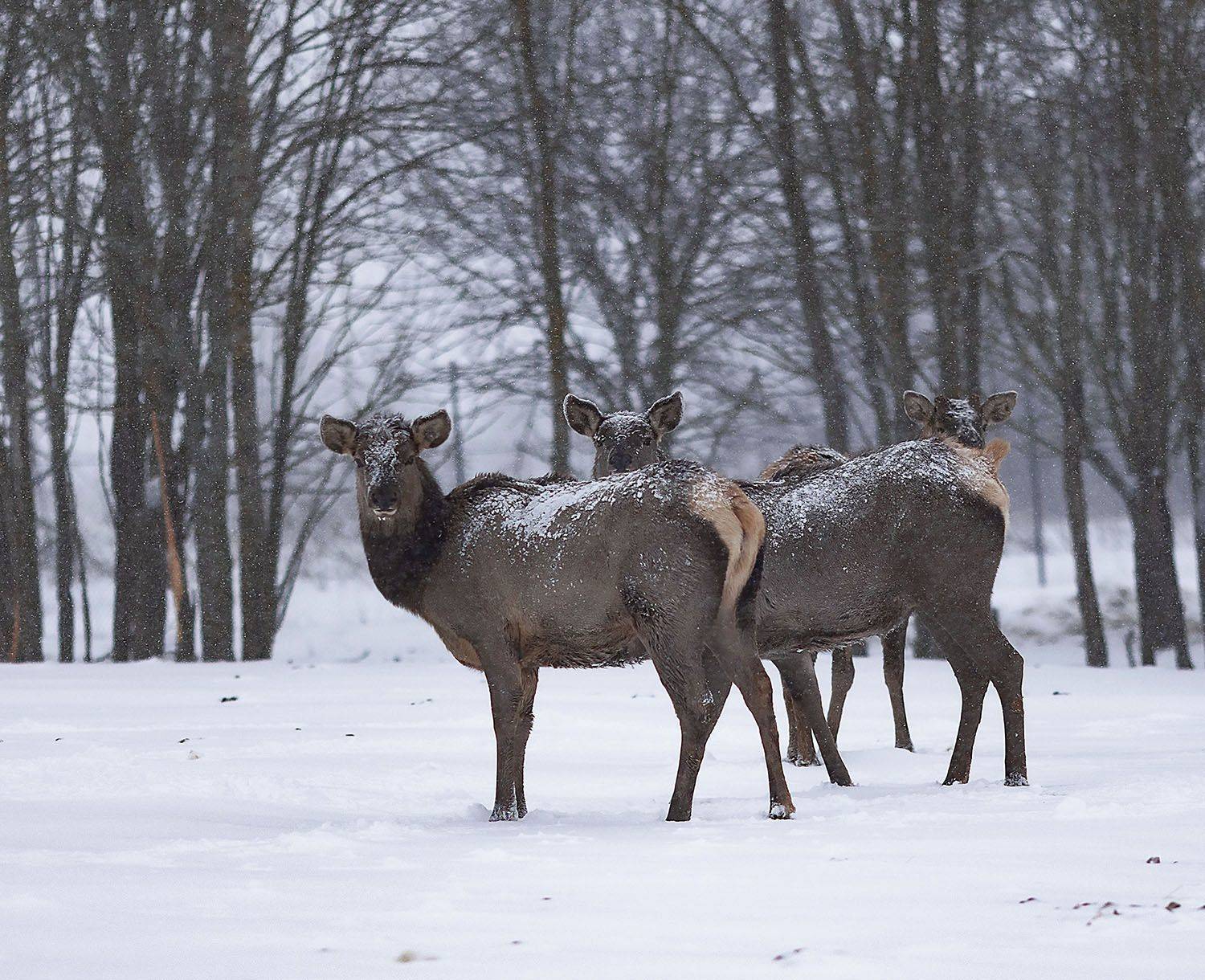 олени,маралы,природа,красота,deer,maral, beautiful, nature, Юлия Стукалова