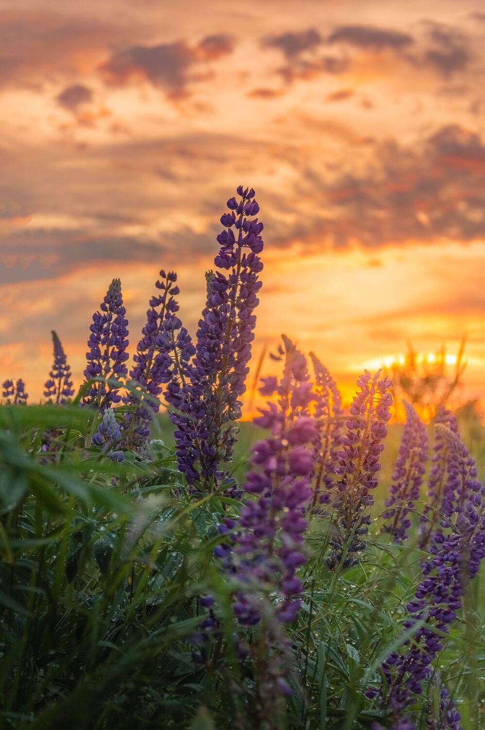 , Чикишев Евгений