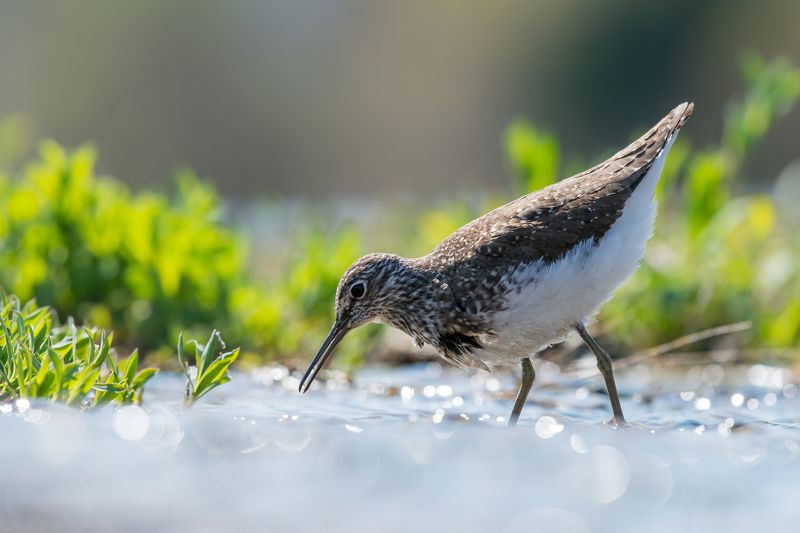Tringa ochropus фото превью
