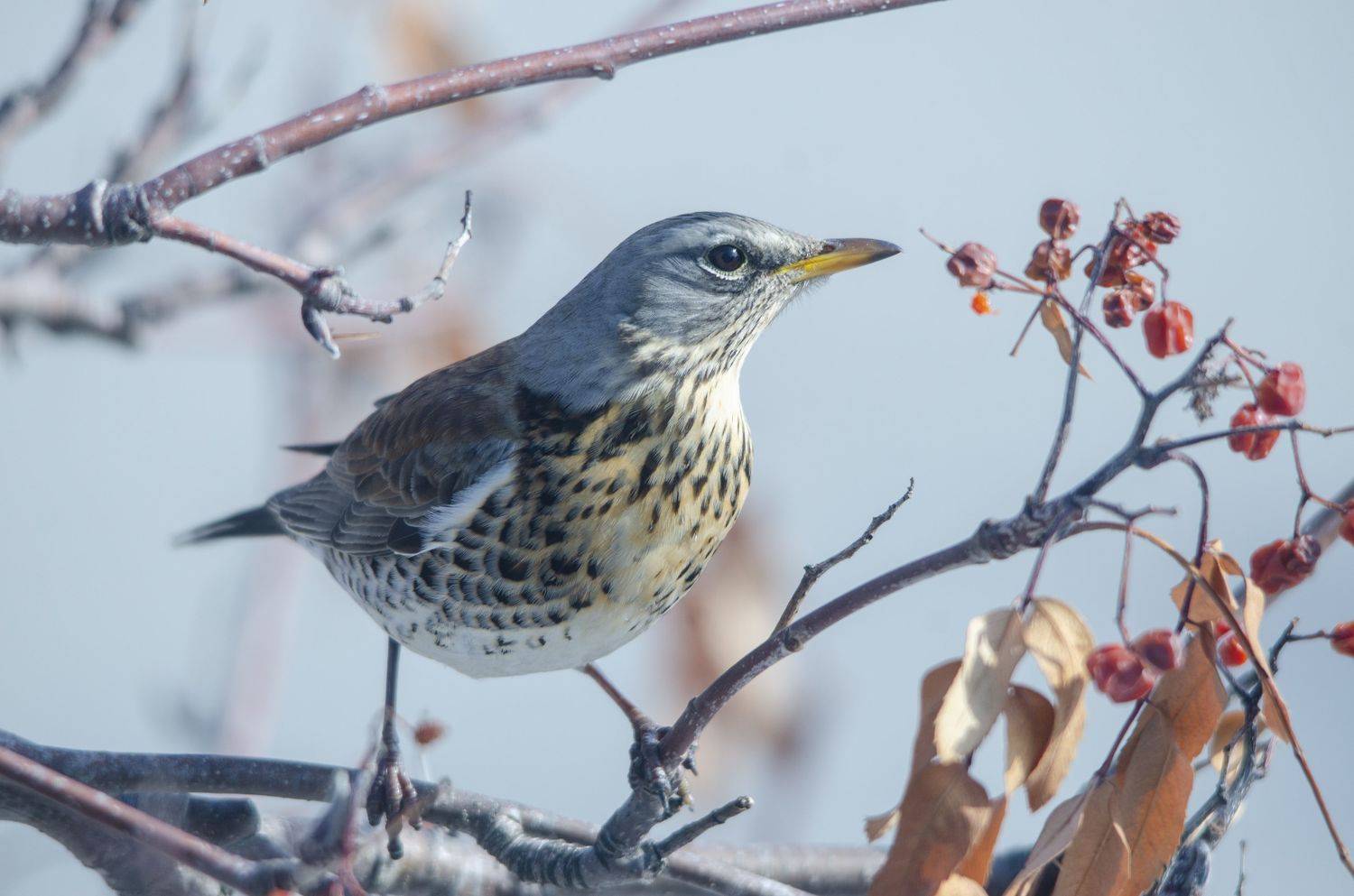 , Ольга Лукахина