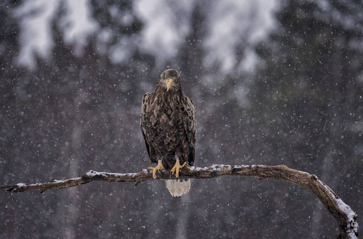 орлан-белохвост, удачная фотоохота., Анатолий Салтыков
