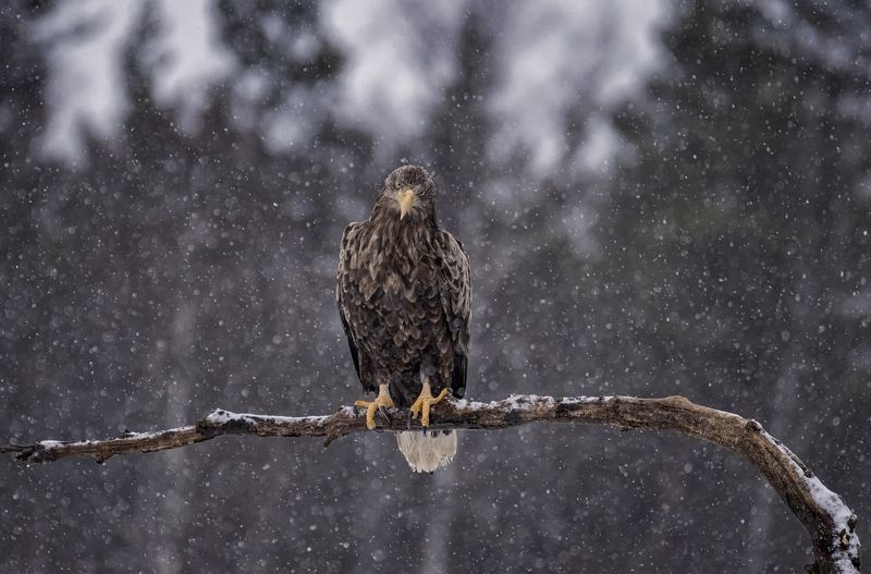 Орлан-белохвост. фото превью