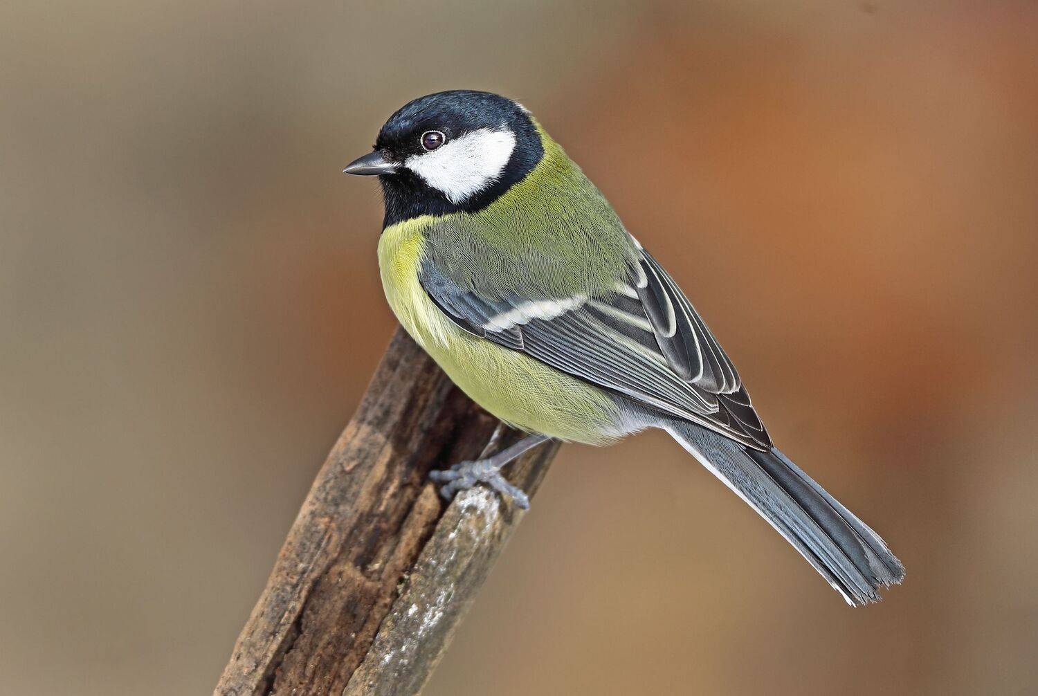 , Александр Гусар