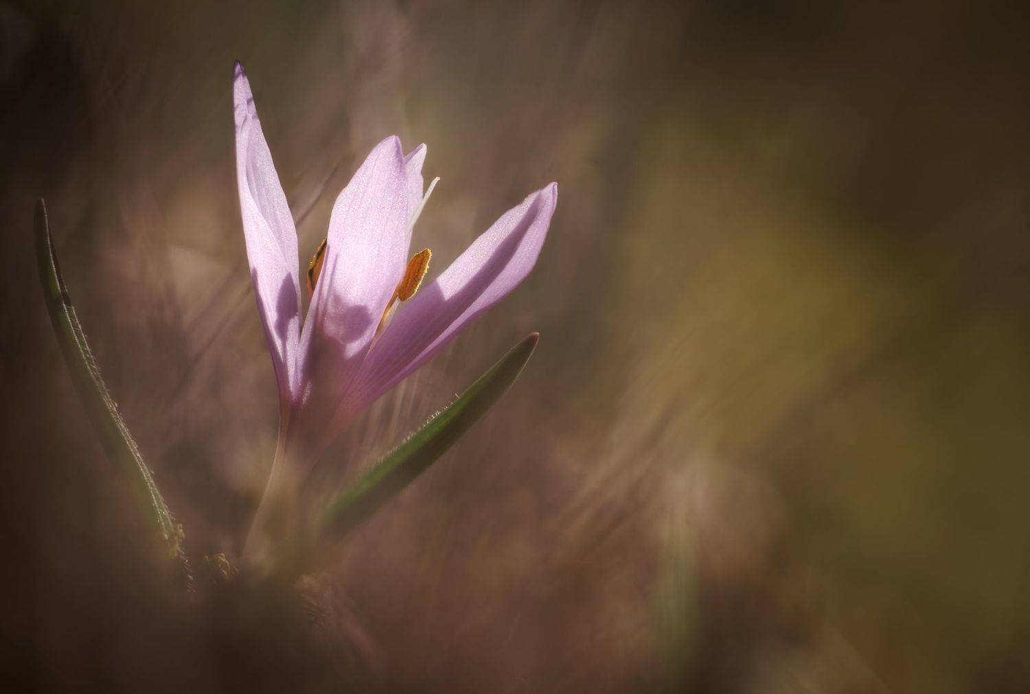 flower macro nature color minimal fine art colchicum, Panagiotis Dalagiorgos