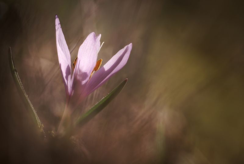 flower macro nature color minimal fine art colchicum Blooming colchicum фото превью