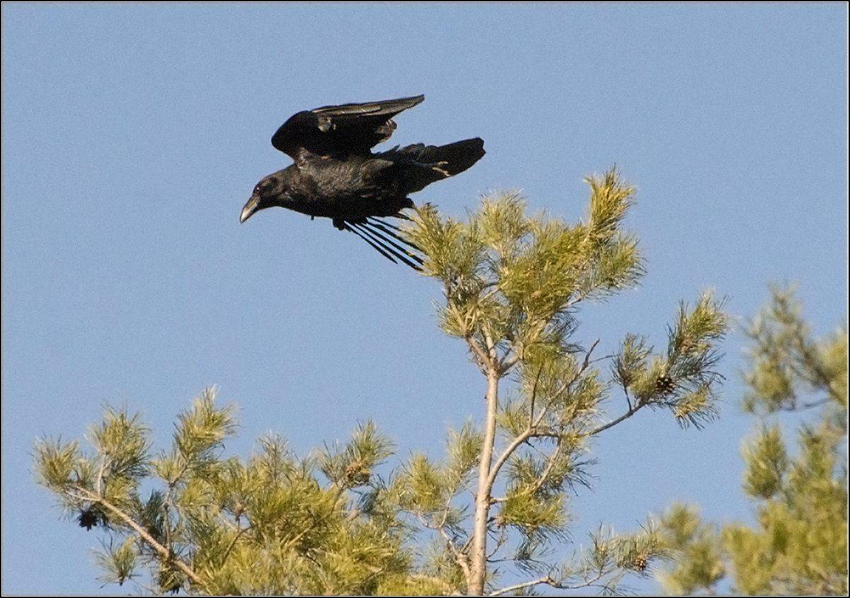 москва, парк, ворон, АНАТОЛИЙ ДОВЫДЕНКО