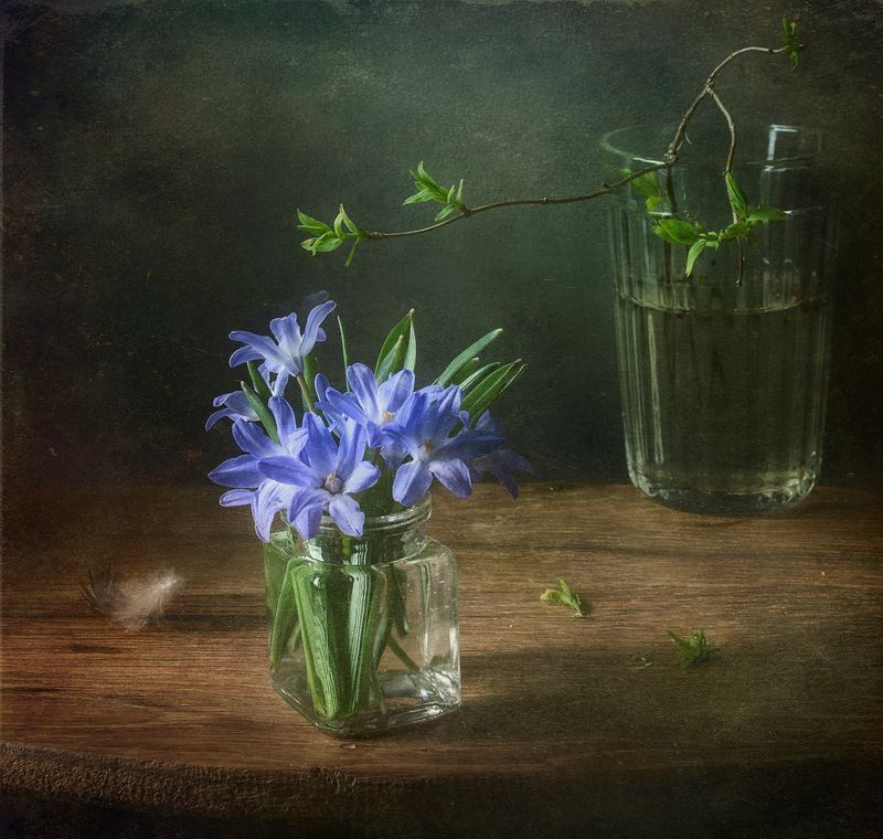 Первые весенние цветы. Хионодокса. фото превью