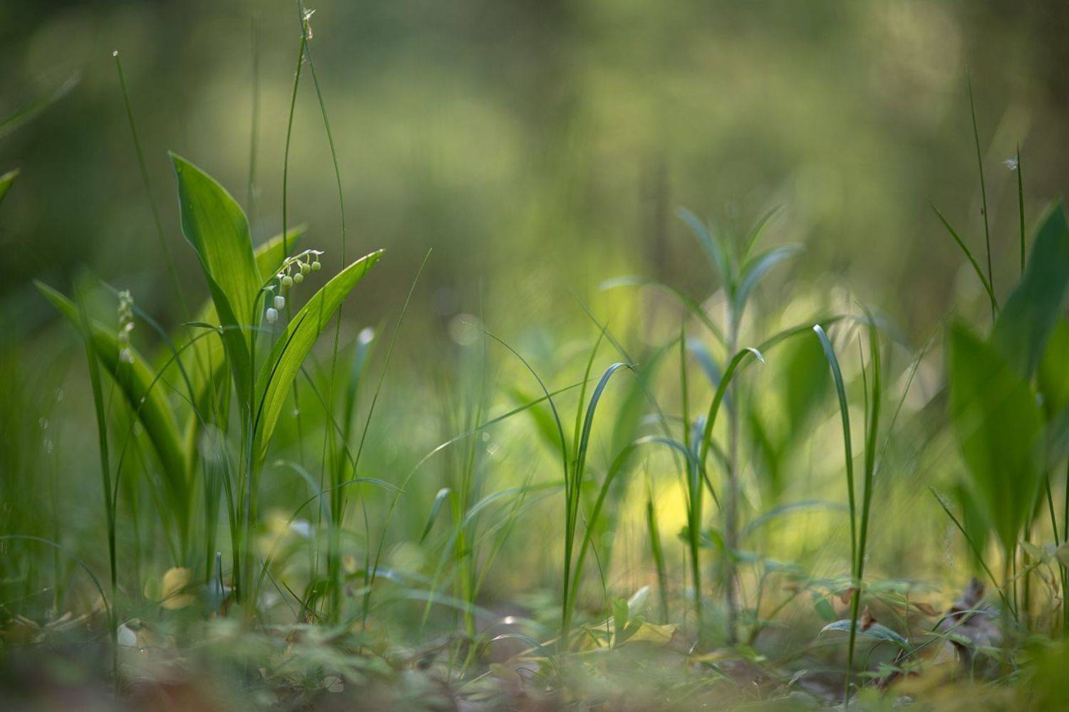 ландыши, май, весна, свет, цвет, позитив, воронеж, геннадий мещеряков, Мещеряков Геннадий