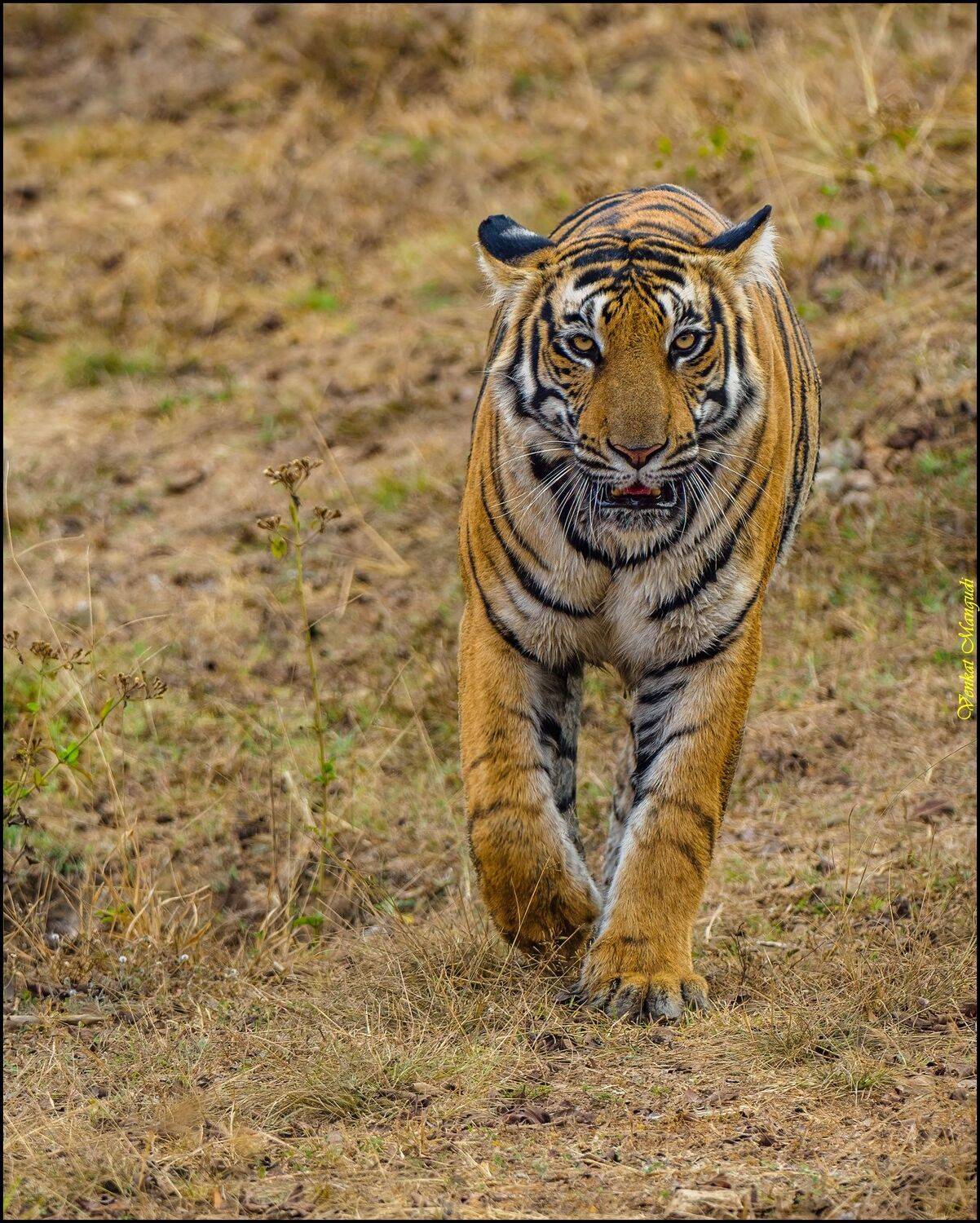 #SaveTheTiger, Venkat Mangudi