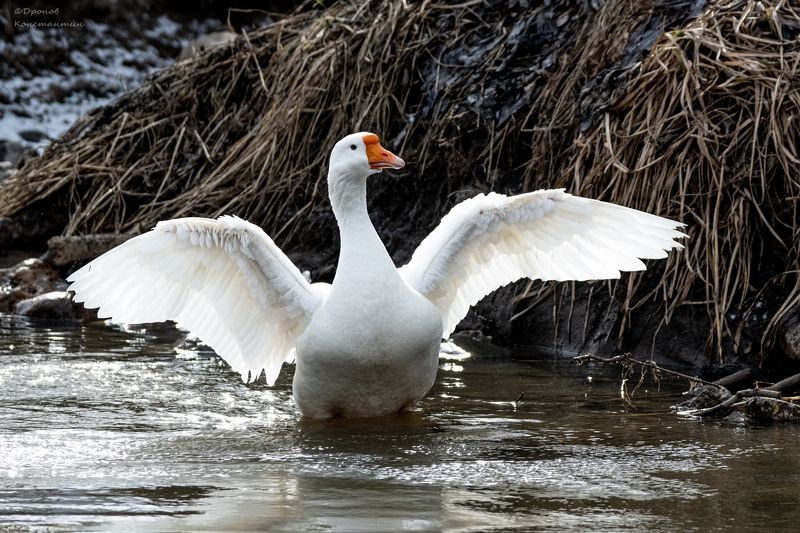 гусь, птицы, фотоохота Про солнечные ванны фото превью