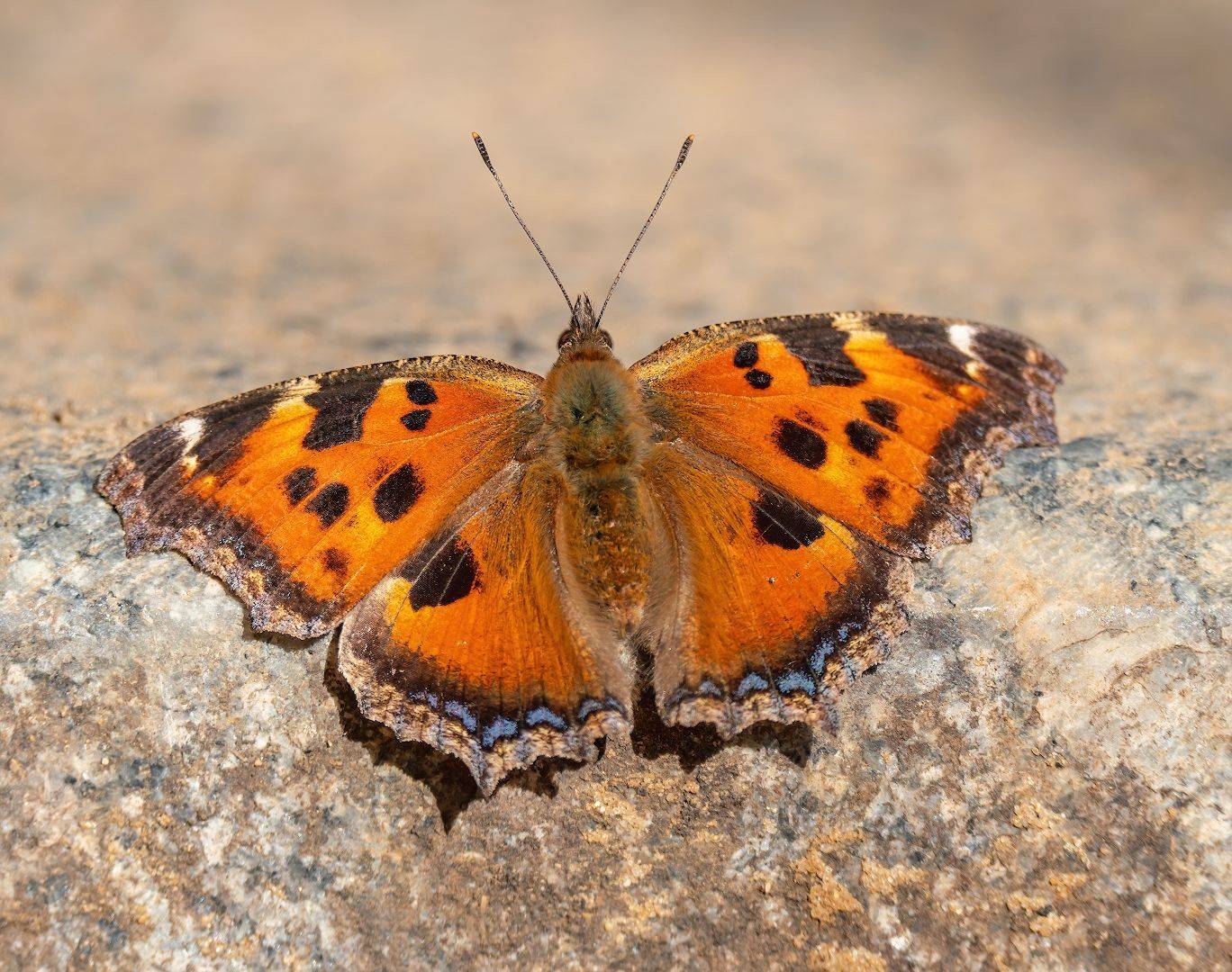 , Константин Дэм