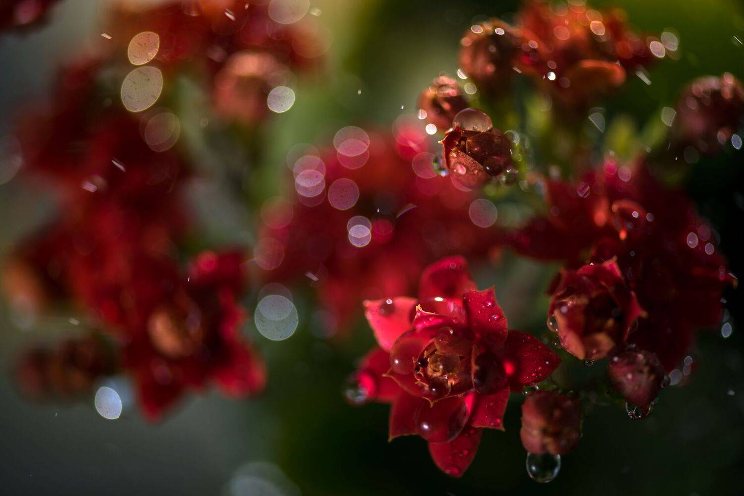 , Mariyana Atanasova - Lucero