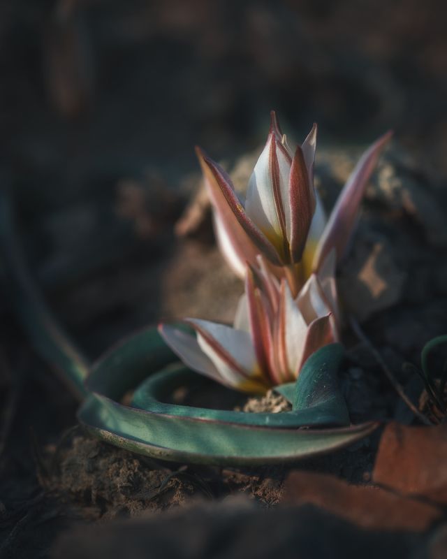 Тюльпан двуцветковый (Коктебельский) фото превью