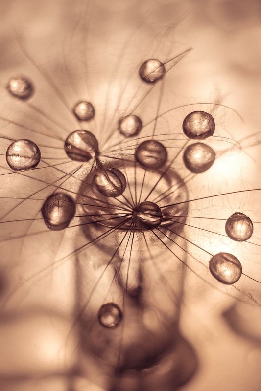 Капли, вола, одуванчик, натюрморт,  космос  Космос фото превью