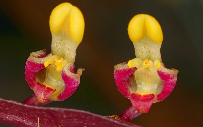 орхидеи, orchids Ещё 10 орхидей фото превью