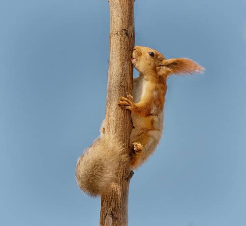 весенний сок..