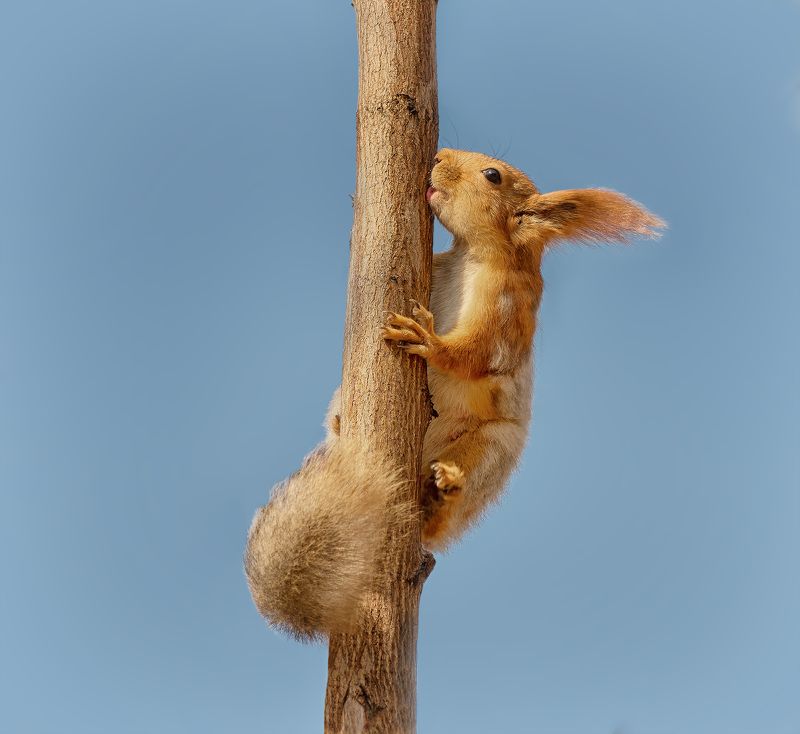 белка, сок, весна, весенний сок.. фото превью