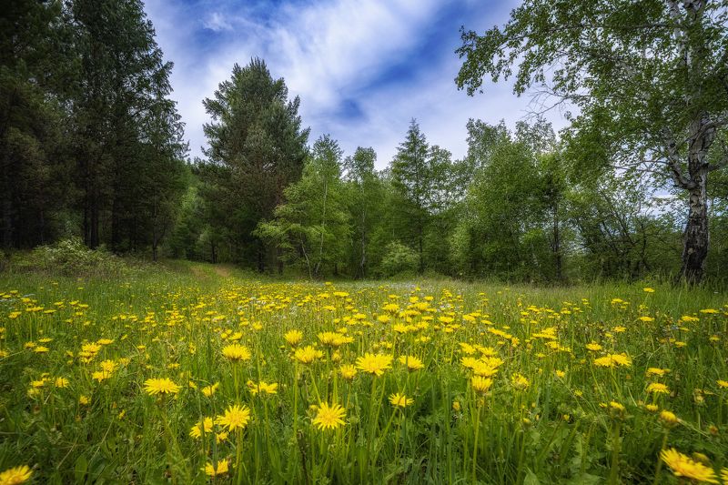 Просто поляна с одуванчиками. фото превью