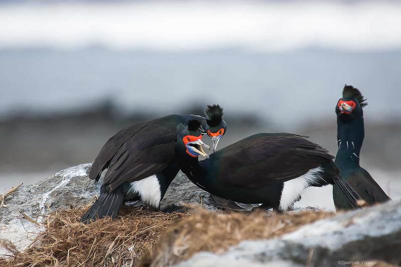 Брачные игры краснолицых бакланов фото превью