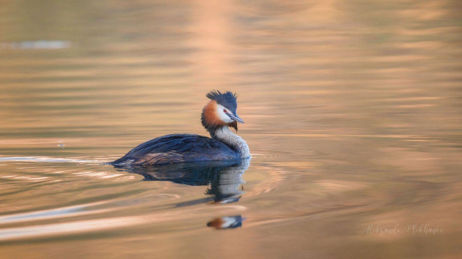 wildlife, Plekhanov Alexander