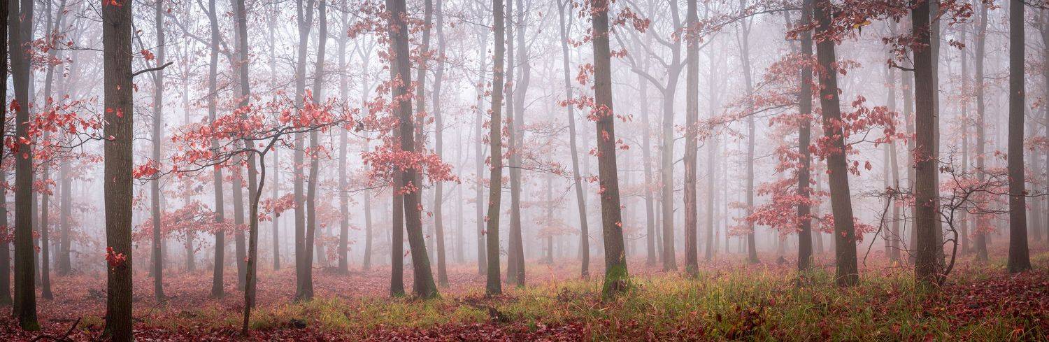 forest,woodscape,wood,mist,misty,autumn,panoramic,czech,czechia, Slavom&iacute;r Gajdo&scaron;