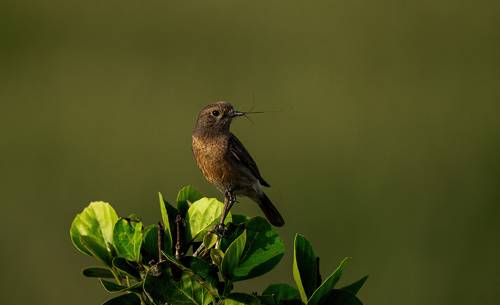 Nest Building