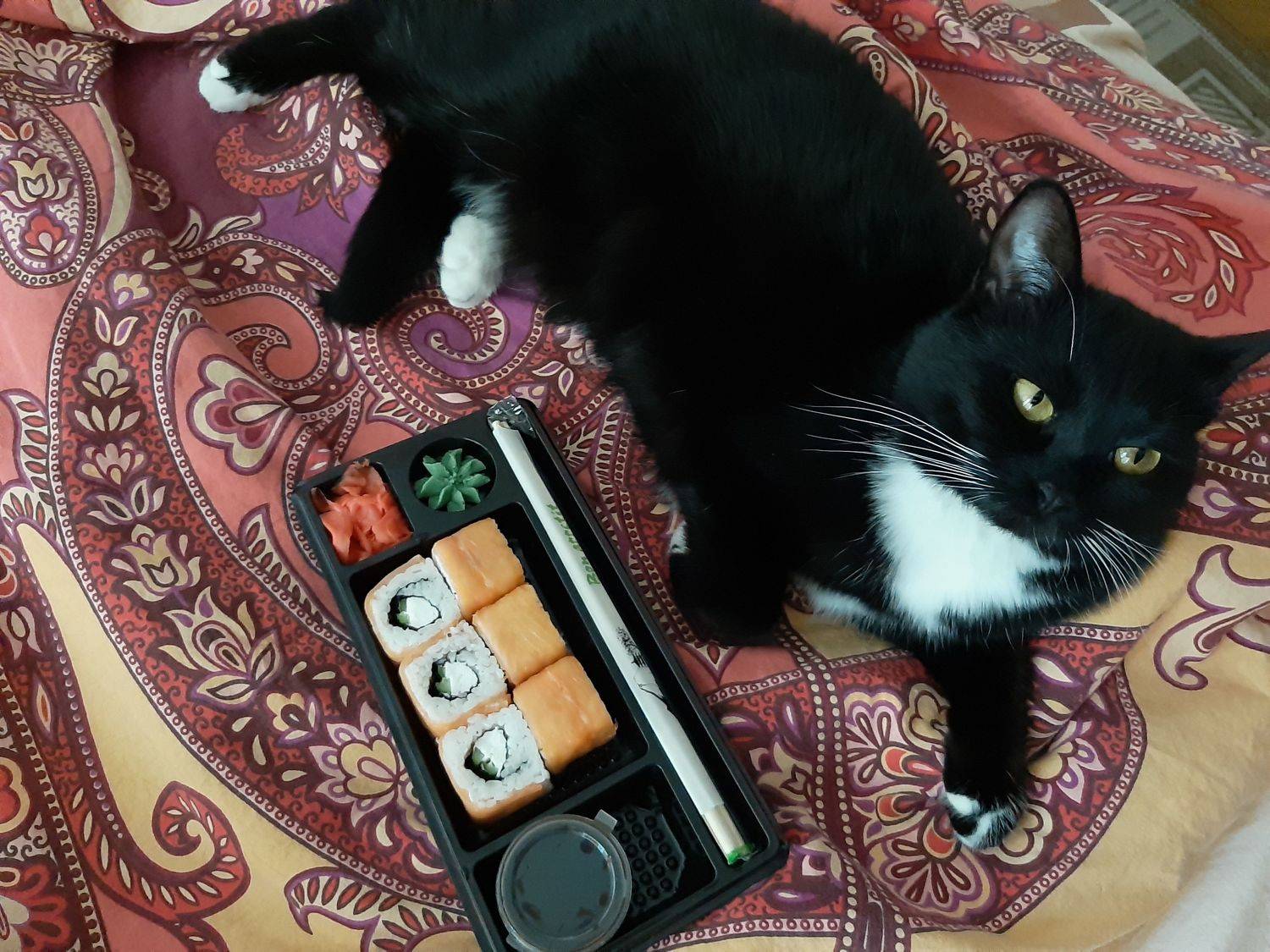 кошка, Maria V. Gorskaya