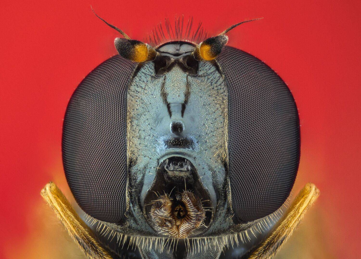 ceclii, macro, Tsvetan Ganev