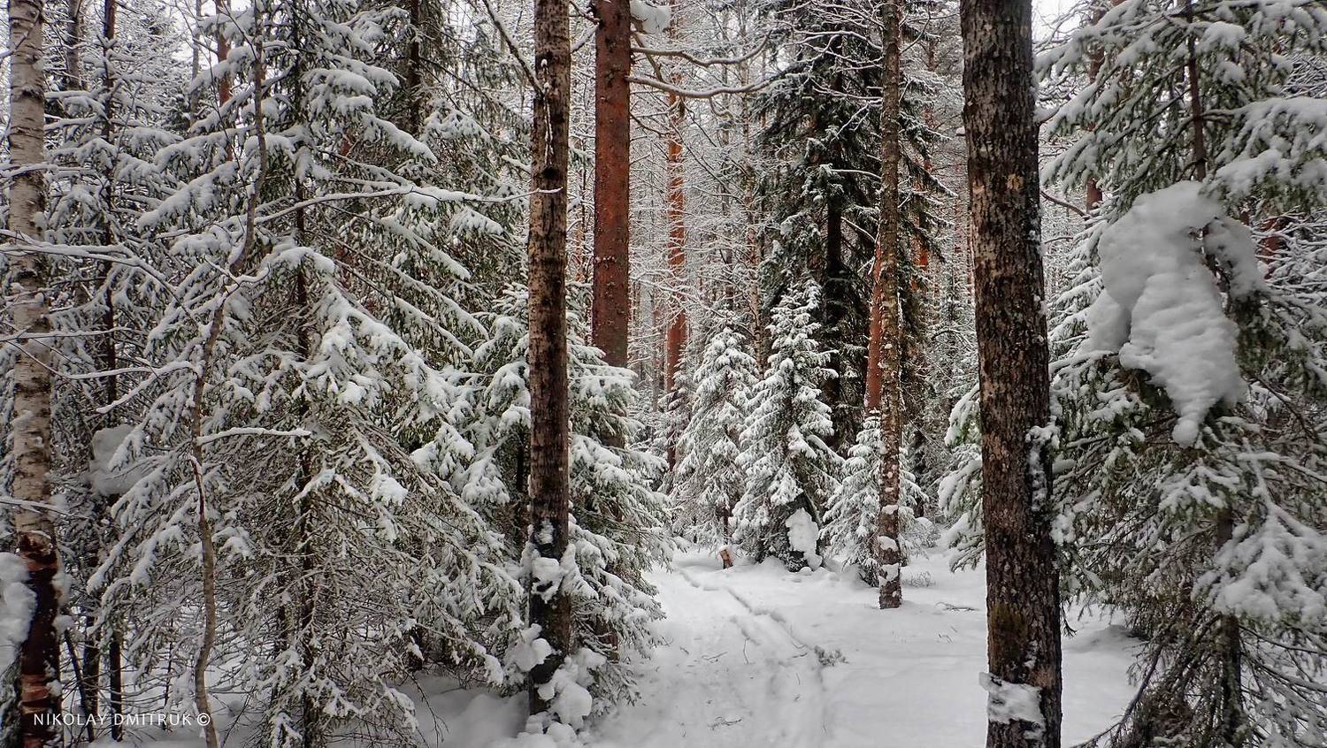 пейзаж, николай дмитрук