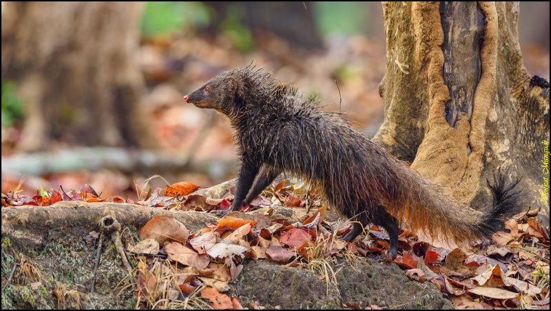 A wet mongoose фото превью